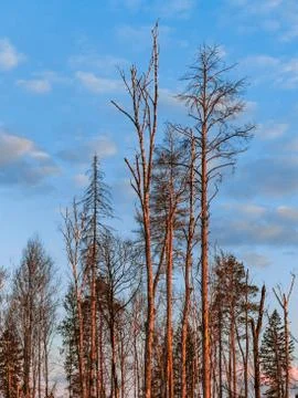 Pine trunks glowing bright red at sunset in early spring Stock Photos