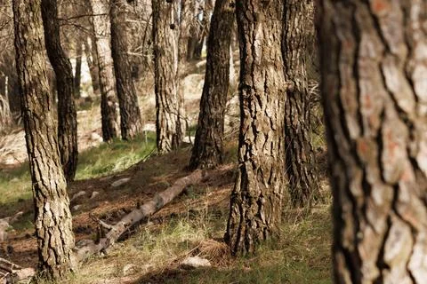 Pine trunks inside the Sierra de Mariola forest Stockfoto's