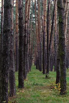 Pine trunks in linear perspective in deserted forest Stock Photos