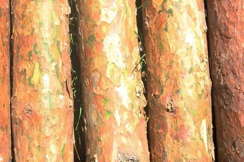 Pine trunks lying nearby close-up Fotos de archivo