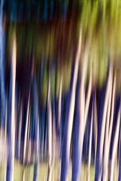 Pine trunks reflected on a pond, handheld long exposure shot. Stock Photos