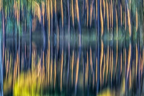 Pine trunks reflected on a pond, handheld long exposure shot. Stock Photos