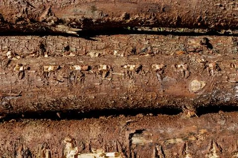 Pine trunks sawed down, without twigs and branches. Brown chip. Stock Photos