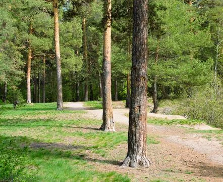 Pine trunks stand in a row next to the trail in a picturesque green forest Stock Photos