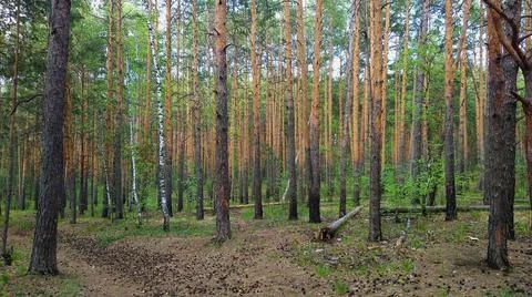 Pine trunks in the summer path and a lot of greenery Stock-Fotos