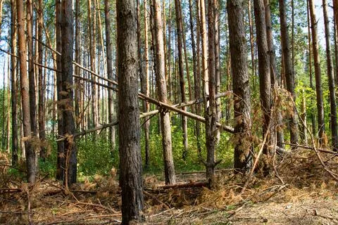 Pine trunks in a sunny pine forest. Pine trees in the forest. Forest pines. P Stock Photos