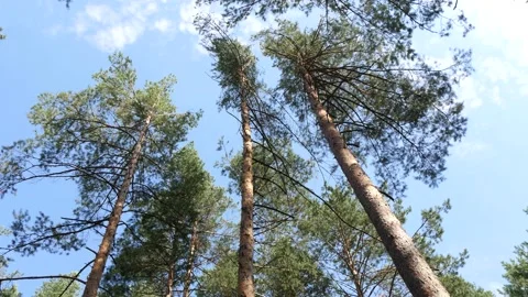 Pine trunks sway against the sky background. Stock Footage 151298947