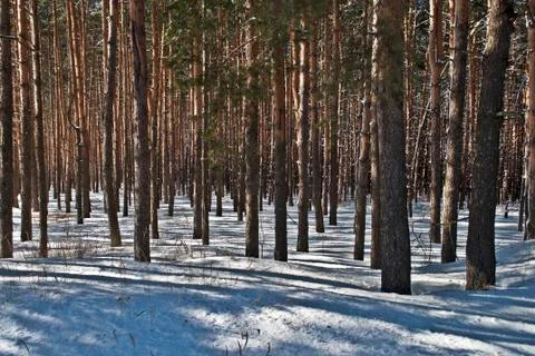 Pine trunks in winter forest Stock Photos