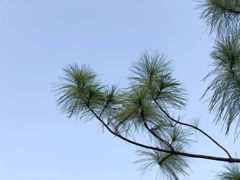 Pine Twig with Blue Sky Negative Space for Clean Nature Design Stock Photos