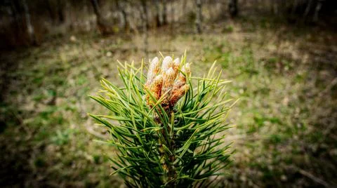 Pine twig with buds close up. spring young pine twig with fresh buds Stock Photos