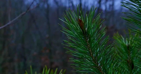 Pine twig with drops after the rain Stock Footage 72145524