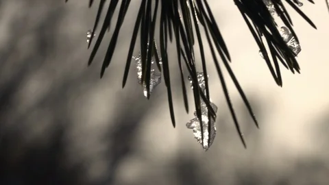 Pine twig with green needles and pieces of ice on them, waving in slow motion Video stock 86429016