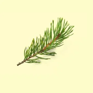 Pine twig isolated, Pine branch on white background Stock Photos
