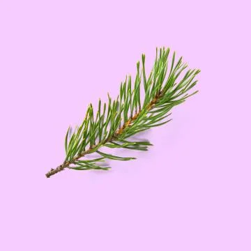Pine twig isolated, Pine branch on white background Stock Photos