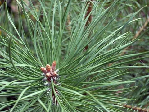 Pine twig Stock Photos