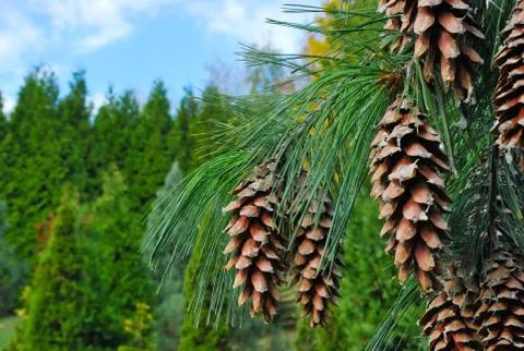 Pine twig Stock Photos