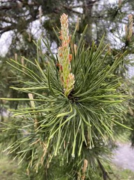 Pine twig 库存照片