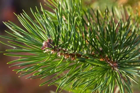 Pine twig sparkles in the sunset Stock Photos