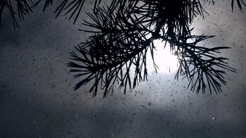Pine twig, sun in frame among thing clouds and snowstorm in slow motion Stock Footage 87871965