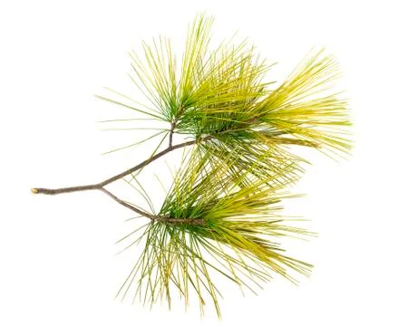 Pine twig on white background Stock Photos