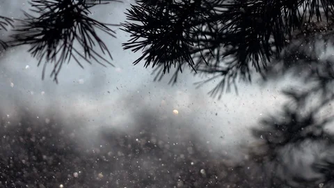 Pine twigs and snowfall, sparkling on blurred background in slow motion Stock Footage 87871908
