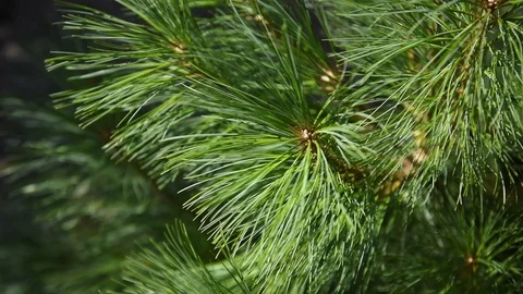 Pine twigs. Stock Footage 92858550