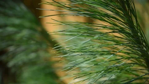 Pine twigs. Stock Footage 92858574