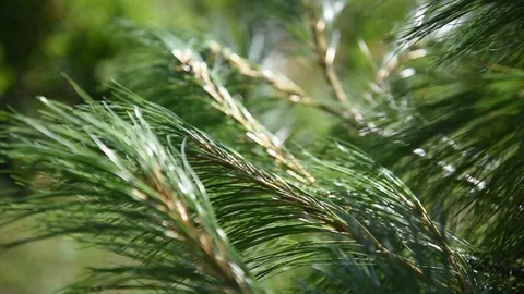Pine twigs. Stock Footage 92858581
