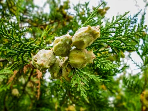 Pine twigs Stock Photos