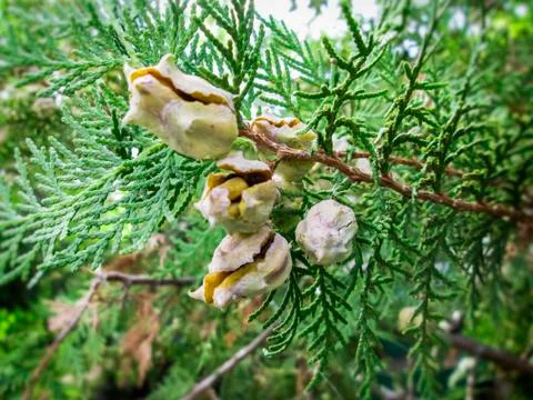 Pine twigs Stock Photos