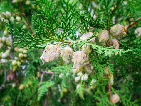 Pine twigs Stock Photos