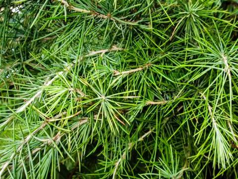 Pine twigs Stock Photos