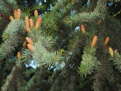 Pine twigs Stock Photos