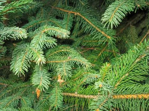 Pine twigs Stock Photos