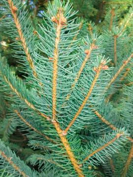 Pine twigs Foto stock