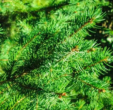 Pine twigs Stock Photos