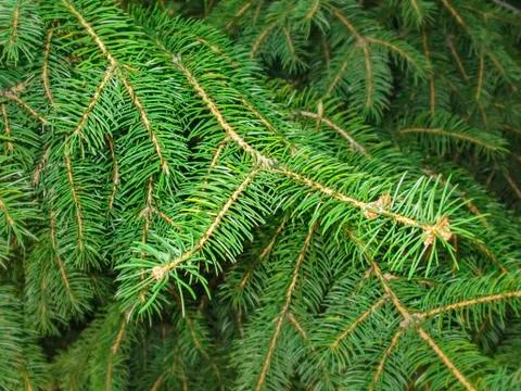 Pine twigs Stock Photos