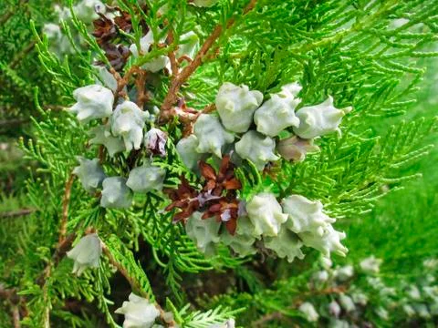 Pine twigs Stock Photos