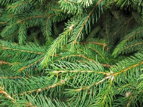 Pine twigs Stock Photos