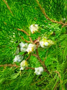 Pine twigs Stock Photos