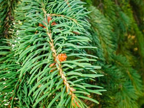 Pine twigs Stock Photos