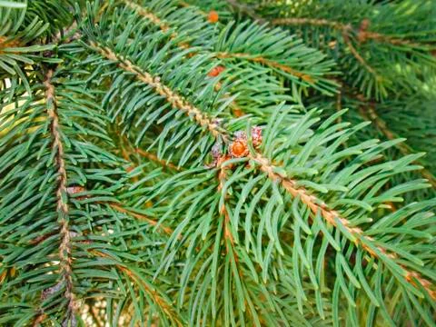 Pine twigs Stock Photos