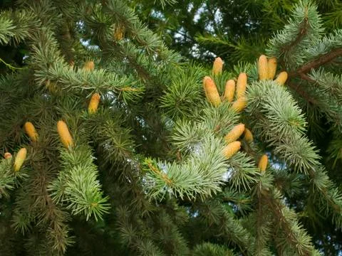 Pine twigs Stock Photos