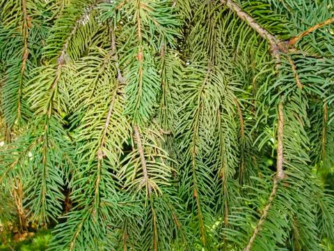 Pine twigs Stock Photos