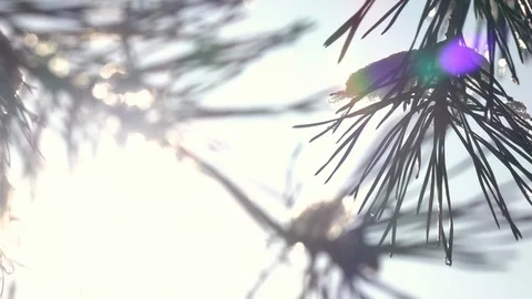 Pine twigs in shallow focus with low sun in frame and colorful lens flare Stock Footage 86042805