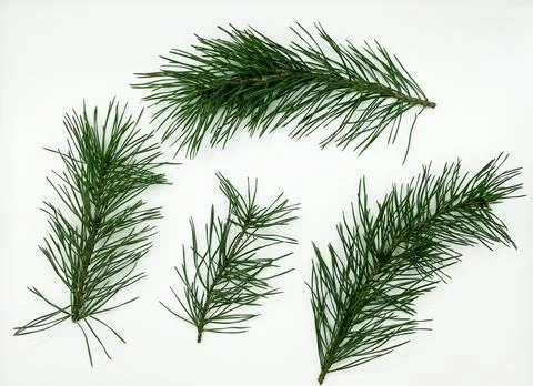 Pine twigs on a white background Stock Photos