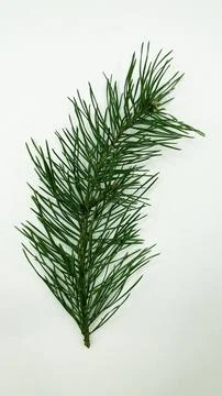 Pine twigs on a white background Stock Photos