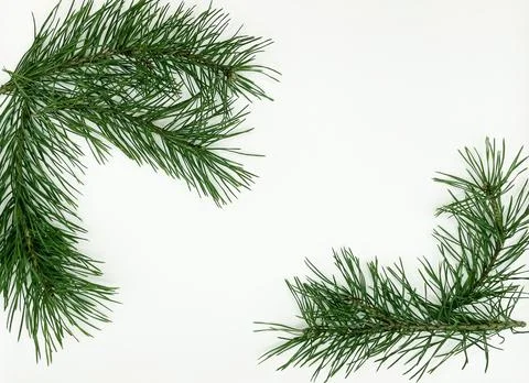 Pine twigs on a white background Stock Photos