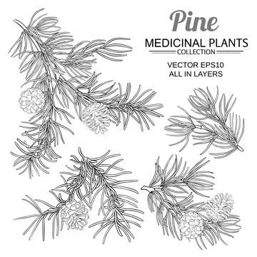Pine vector set Stock Illustration