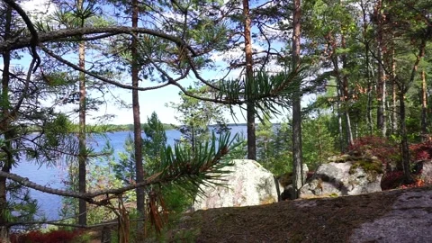Pine view in Karelia Stock Footage 238014184